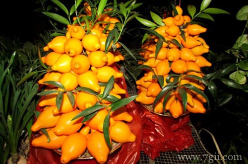 黄晶果（黄金果）怎么养护？要注意什么事项？