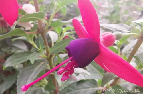 倒挂金钟怎么修剪？在这四种情况下修剪，就能多分枝多开花！