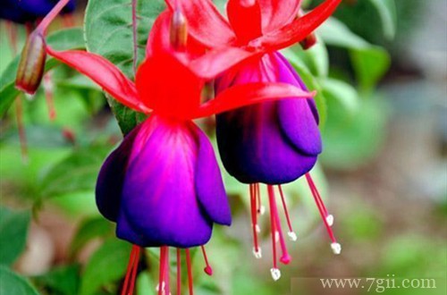 倒挂金钟怎么修剪？在这四种情况下修剪，就能多分枝多开花！