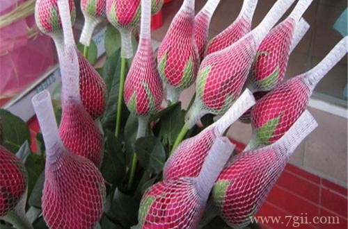 给月季花苞套网套有什么好处呢？赶紧了解下！