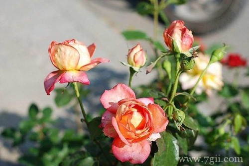 给月季花苞套网套有什么好处呢？赶紧了解下！