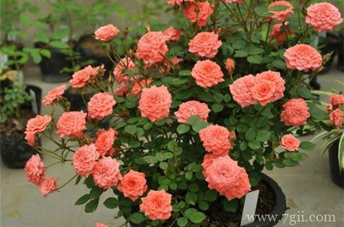 给月季花苞套网套有什么好处呢？赶紧了解下！