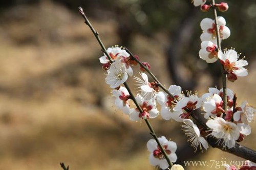 梅花要怎样种植？梅花要怎么养护才能长得好？