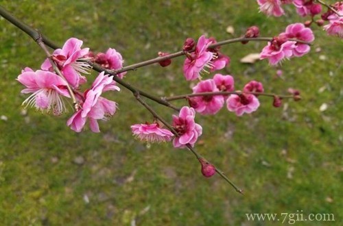 梅花要怎样种植？梅花要怎么养护才能长得好？