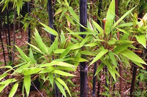 盆栽的紫竹要怎么养护？记住这六点养护方法，就能养护好！