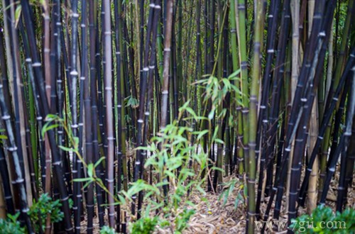 盆栽的紫竹要怎么养护？记住这六点养护方法，就能养护好！