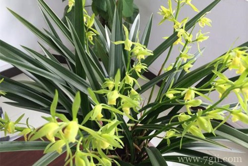 养了好几年的春兰为什么不开花?原因有这3种!