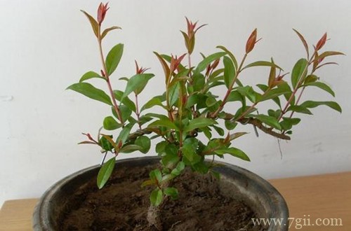 盆栽石榴树叶子黄叶怎么办呢？怎么救？