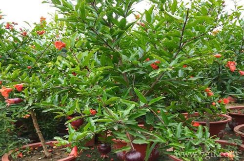 盆栽石榴树叶子黄叶怎么办呢？怎么救？