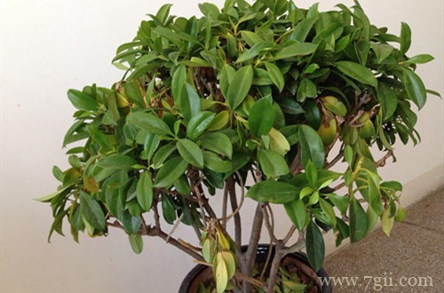 非洲茉莉黄叶子怎么办？有什么解决方法？