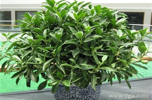 非洲茉莉黄叶子怎么办？有什么解决方法？