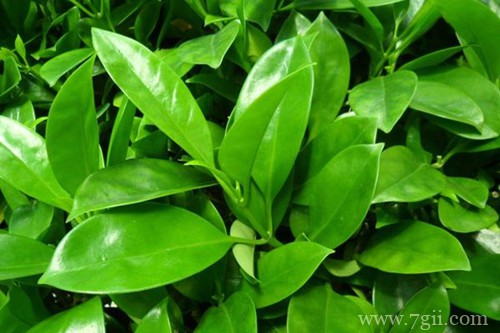 非洲茉莉黄叶子怎么办？有什么解决方法？