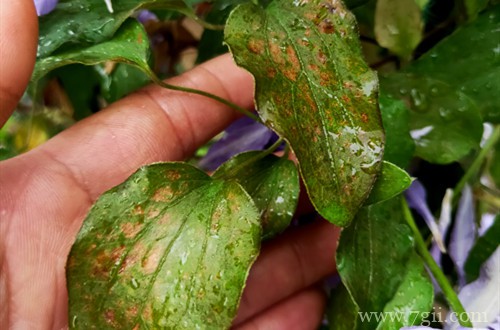 铁线莲叶子发黄怎么办？怎么救？