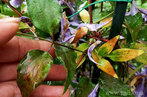 铁线莲叶子发黄怎么办？怎么救？