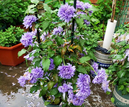 铁线莲叶子发黄怎么办？怎么救？