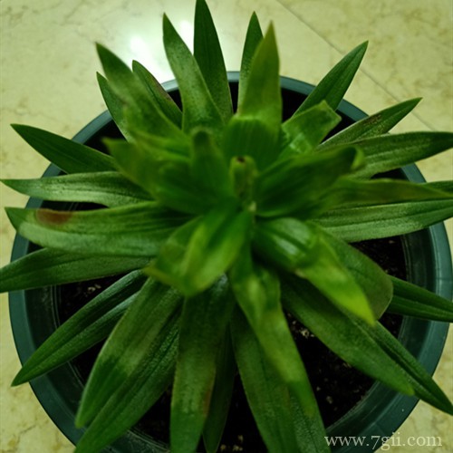 百合花花苞发黄枯萎了怎么办？怎么救？