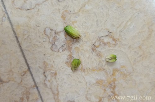 百合花花苞发黄枯萎了怎么办？怎么救？