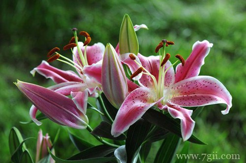 百合花花苞发黄枯萎了怎么办？怎么救？