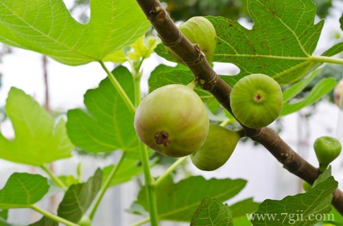 无花果怎么修剪？什么时候修剪？