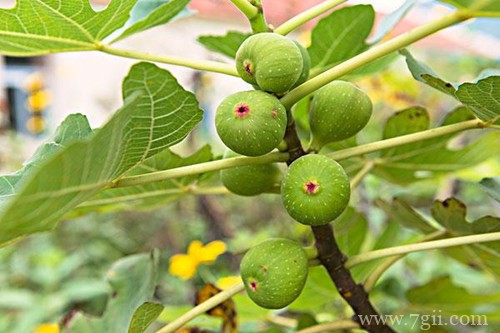 无花果怎么修剪？什么时候修剪？