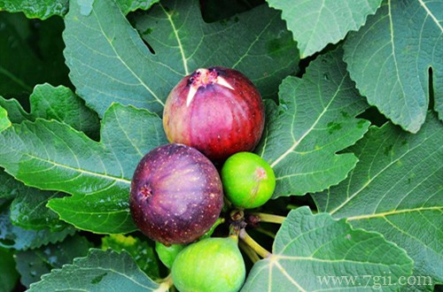 无花果怎么修剪？什么时候修剪？