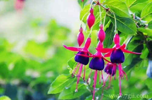 倒挂金钟花苞干枯怎么办？还有救吗？