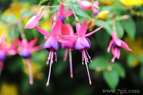 倒挂金钟花苞干枯怎么办？还有救吗？