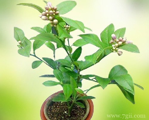 柠檬树要合理修剪，有利于发侧枝和开花结果！