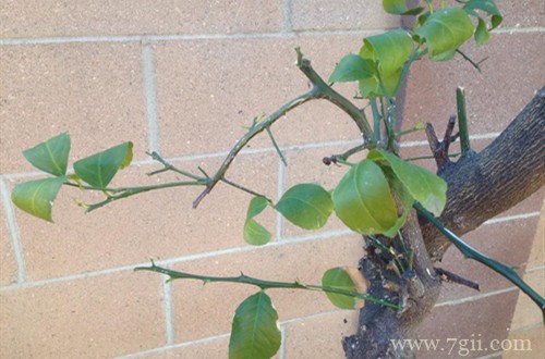 柠檬树要合理修剪，有利于发侧枝和开花结果！