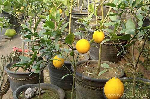 柠檬树要合理修剪，有利于发侧枝和开花结果！