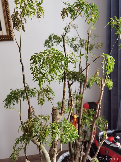 福禄桐该如何养护？做好养护细节，就不怕养不好！