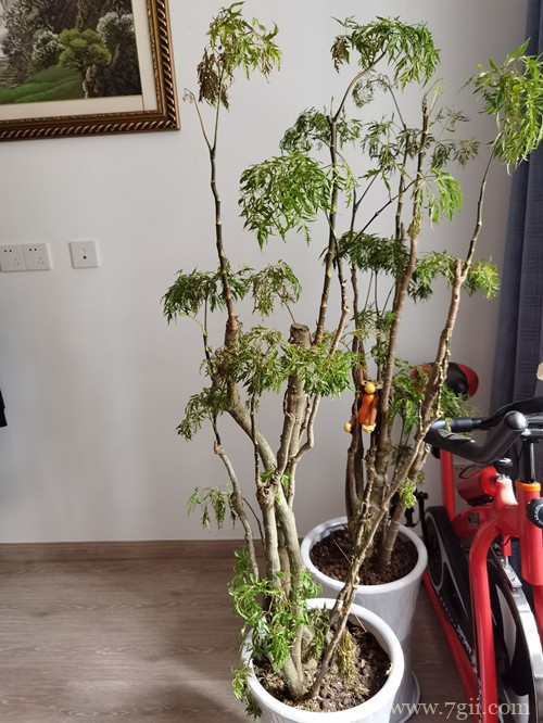 福禄桐该如何养护？做好养护细节，就不怕养不好！