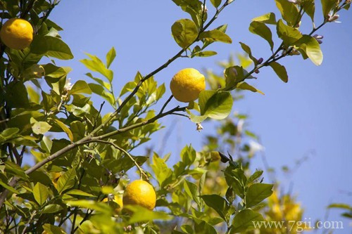 盆栽柠檬树叶子发黄怎么办？检查是不是这七个原因引起的！
