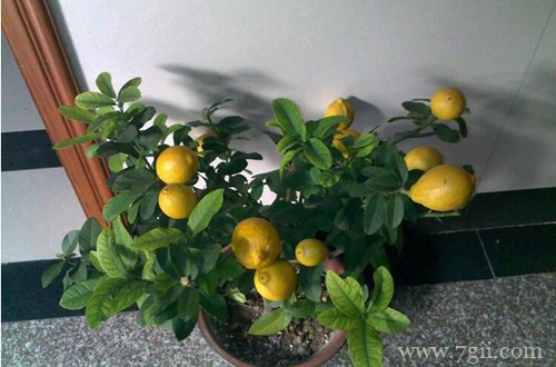 盆栽柠檬树叶子发黄怎么办？检查是不是这七个原因引起的！