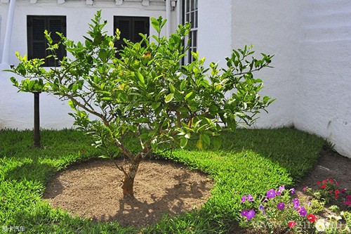 盆栽柠檬树叶子发黄怎么办？检查是不是这七个原因引起的！