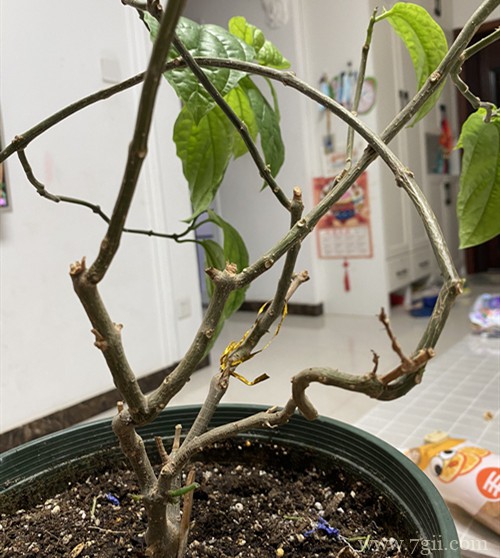 龙吐珠什么时候修剪好！千万别错过这个最佳的季节！