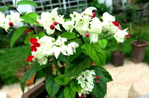 龙吐珠什么时候修剪好！千万别错过这个最佳的季节！