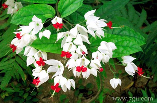 龙吐珠什么时候修剪好！千万别错过这个最佳的季节！