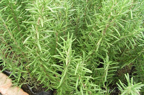 迷迭香怎么修剪,做好这几点,就可以疯长!