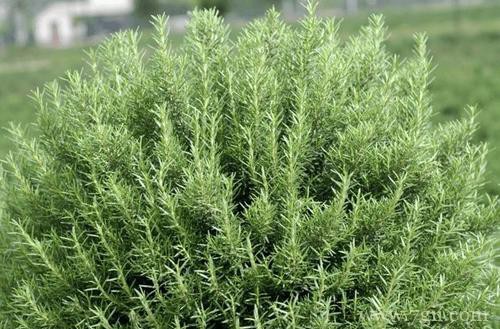 迷迭香怎么修剪,做好这几点,就可以疯长!