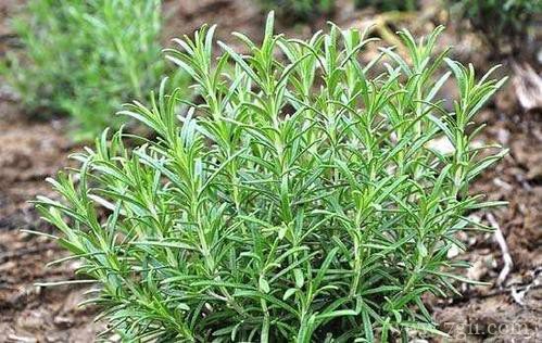 迷迭香怎么修剪,做好这几点,就可以疯长!