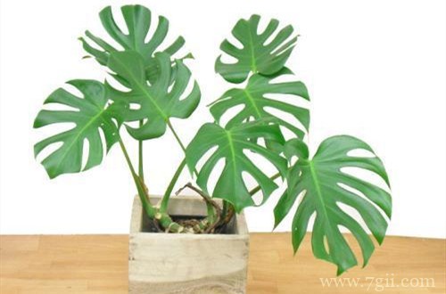 网购回来的龟背竹上盆后叶子有些耷拉，要怎么办？