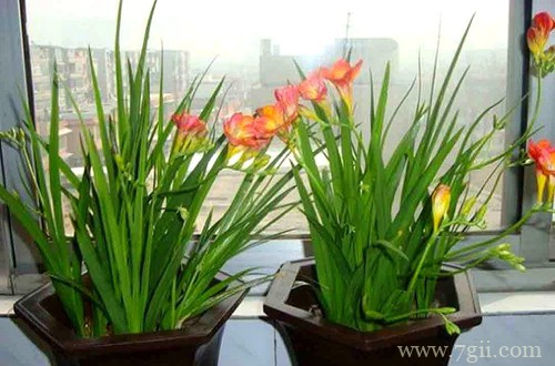 香雪兰叶子干枯是什么原因？了解这三点原因，就能轻松解决！