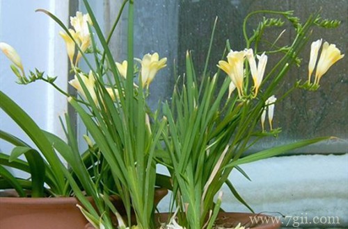 香雪兰叶子干枯是什么原因？了解这三点原因，就能轻松解决！