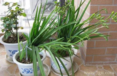 香雪兰叶子干枯是什么原因？了解这三点原因，就能轻松解决！