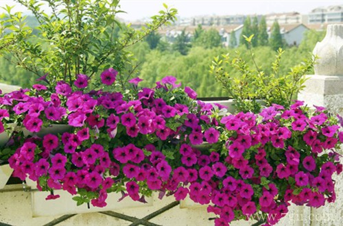 春天赶紧撒把种子,推荐10种花卉,让你阳台变得五彩缤纷!