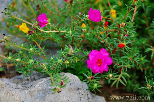 春天赶紧撒把种子,推荐10种花卉,让你阳台变得五彩缤纷!