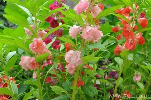 春天赶紧撒把种子,推荐10种花卉,让你阳台变得五彩缤纷!