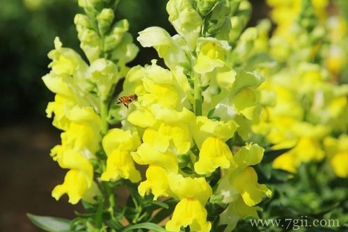 春天赶紧撒把种子,推荐10种花卉,让你阳台变得五彩缤纷!