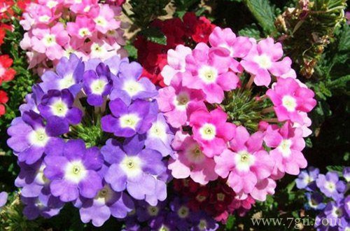 春天赶紧撒把种子，推荐10种花卉，让你阳台变得五彩缤纷！